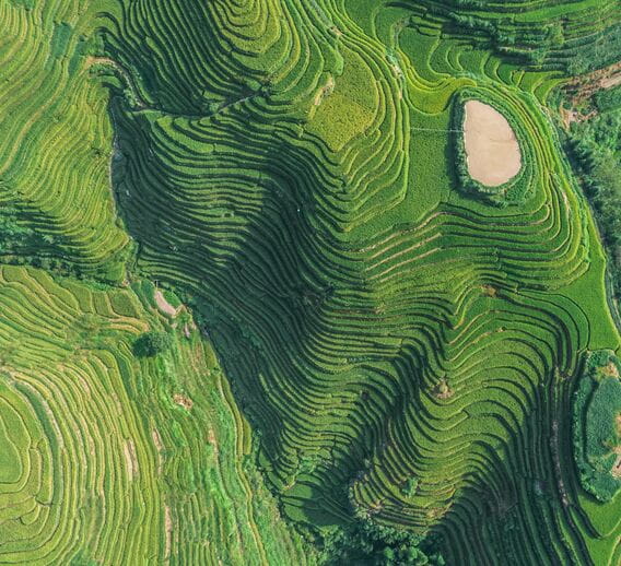 An aerial view of green rice fields in China