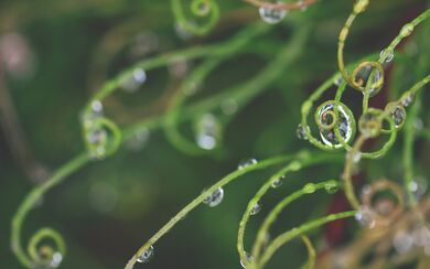 Curling green foliage with dewdrops