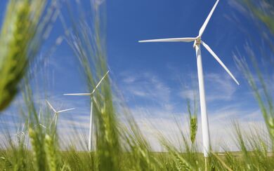 Wind turbines in a field of green grain