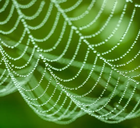 A close-up of a dewy spider web against a blurred green backdrop