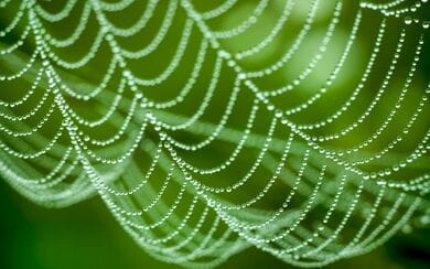 Dew-covered spider web