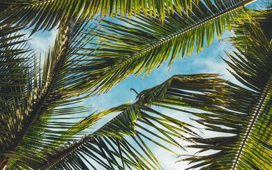 A worms-eye view of palm leaves and a blue sky