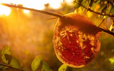 A beehive hanging on a branch, illuminated by a golden sunset
