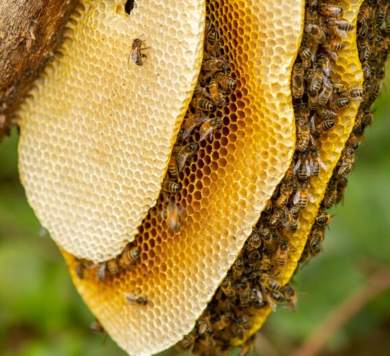 A close-up of a bee hive