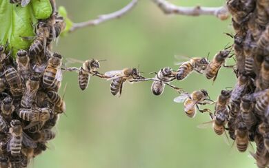 A chain of honeybees