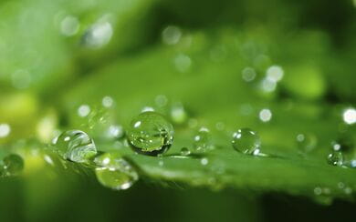 A close up of perfect water droplets on a waxy green leaf