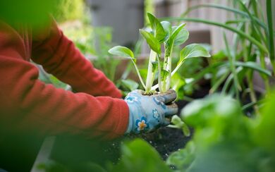 A gardener tending to a small plant, surrounded by other green plants