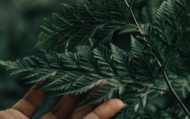 Dark green leaves gently resting on a person's hand