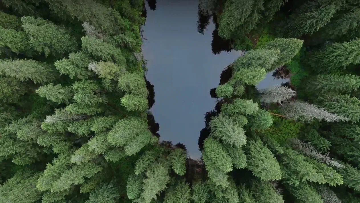 Hogan Lovells Energy Transition Hub - an aerial view of lush pine trees in a dense forest