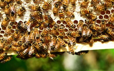 Dozens of honey bees covering a honeycomb