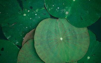 Close-up image of vibrant green water lily pads, illustrating the concept of biodiversity in natural ecosystems