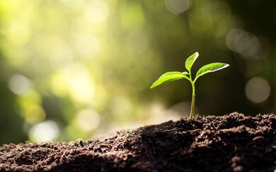 A seedling growing in bright morning sunlight and nutrient-rich soil