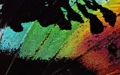 A multicolored butterfly wing of vivid colors, representing Digital Transformation within Hogan Lovells