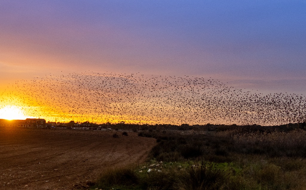 Flock of birds over landscape