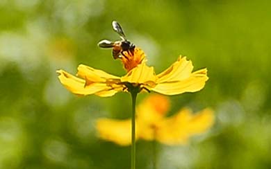 Honeybee sitting atop a flower.