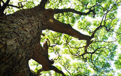 A large tree with a thick trunk and sprawling branches stretching against a clear, white sky