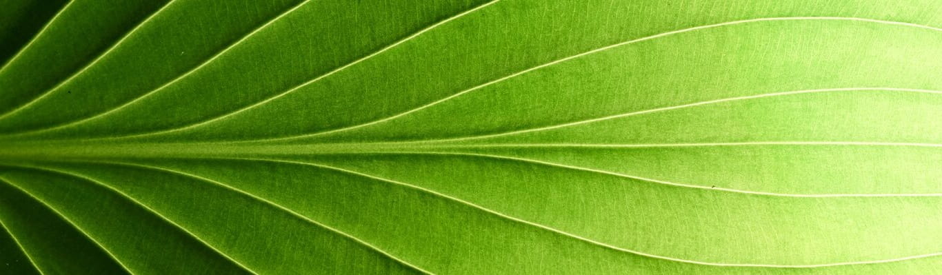 Green Leaf